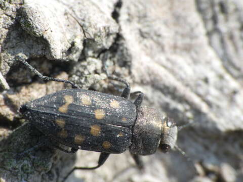 صورة Trachypteris picta decostigma (Fabricius 1787)