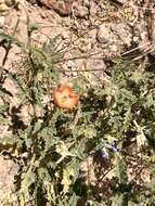 Image of spear globemallow