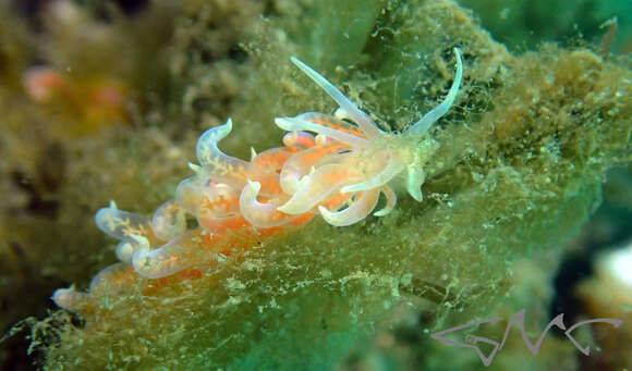 Image of Sea slug