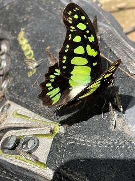 Imagem de Graphium tynderaeus (Fabricius 1793)