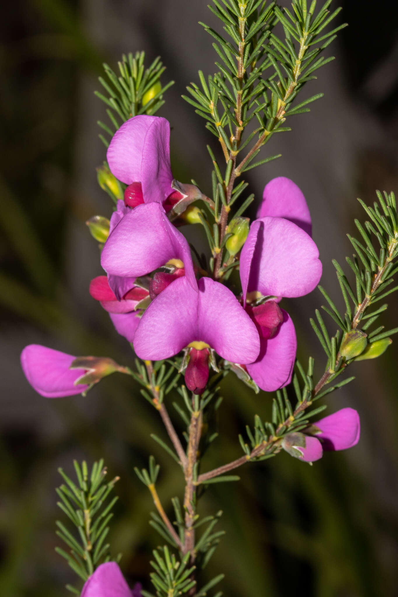 Слика од Gompholobium scabrum Sm.