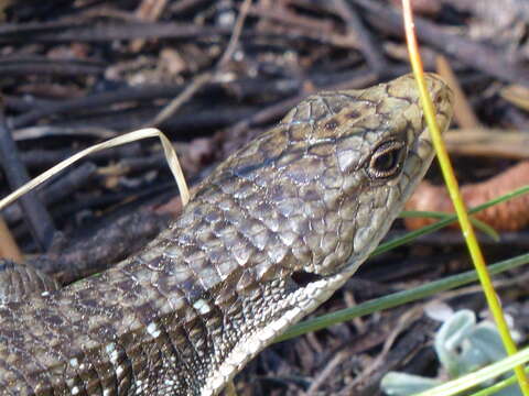 Image of Northern Alligator Lizard