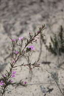 Image of Boronia filifolia F. Müll.