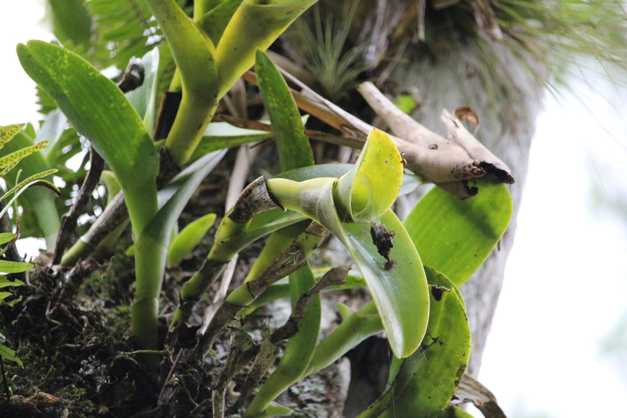 Image of Epidendrum barbeyanum Kraenzl.