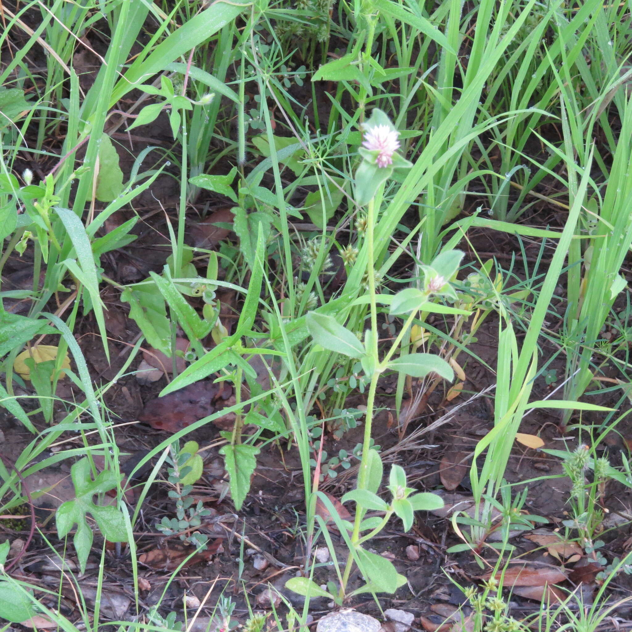 Image of pearly globe amaranth