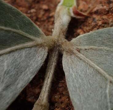 Image of Rhynchosia galpinii Baker fil.