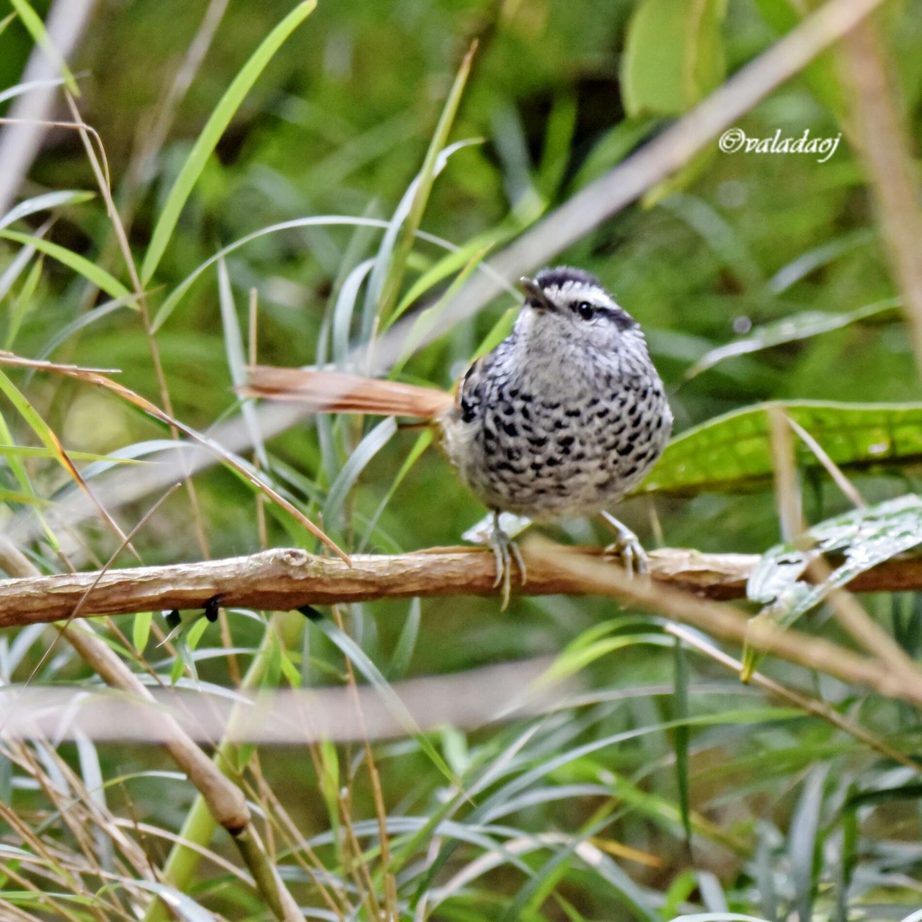 Image of Rufous-tailed Antbird