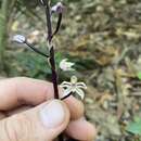 Image of Aphyllorchis queenslandica Dockrill