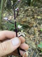 Image of Aphyllorchis queenslandica Dockrill