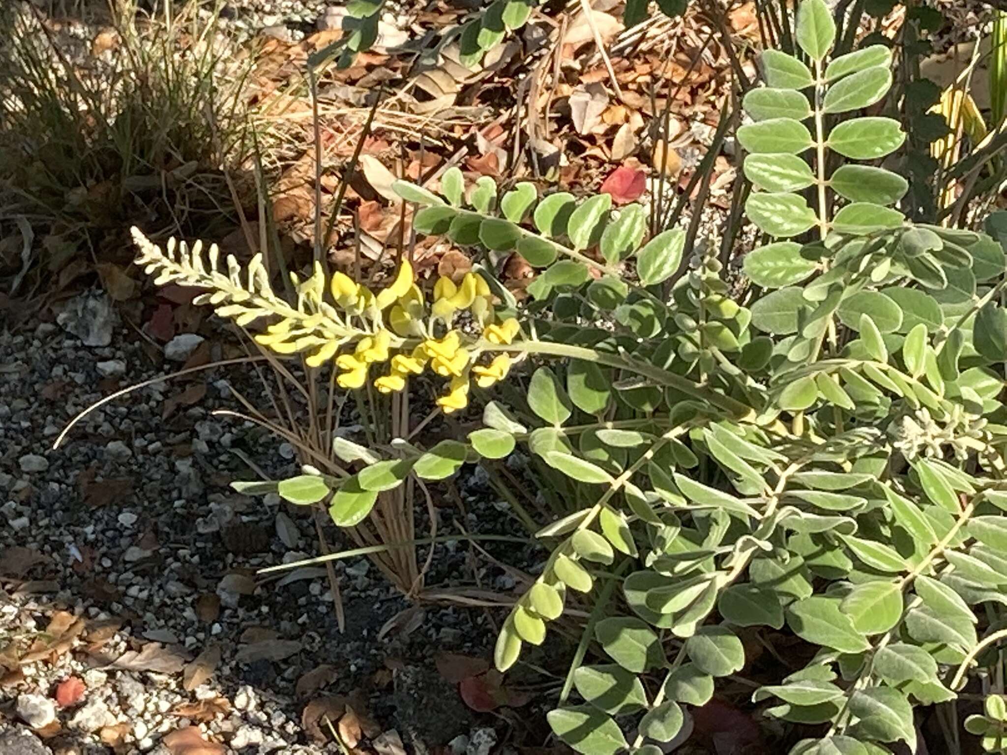 Слика од Sophora tomentosa subsp. occidentalis (L.) Brummitt