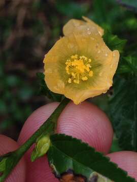 Image of false mallow