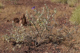 Image of Solanum chippendalei D. E. Symon