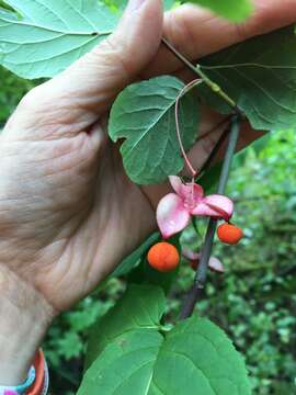 Imagem de Euonymus occidentalis Nutt. ex Torr.