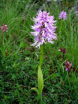 Image of Naked Man Orchid