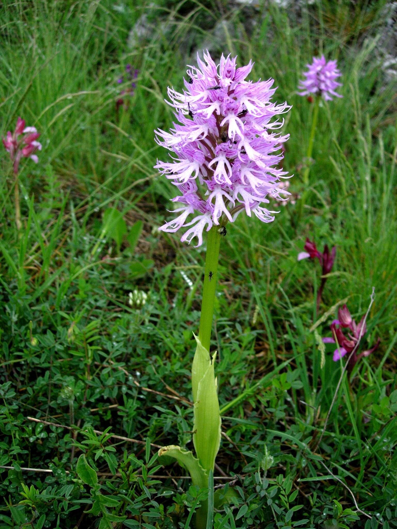 Orchis italica Poir. resmi