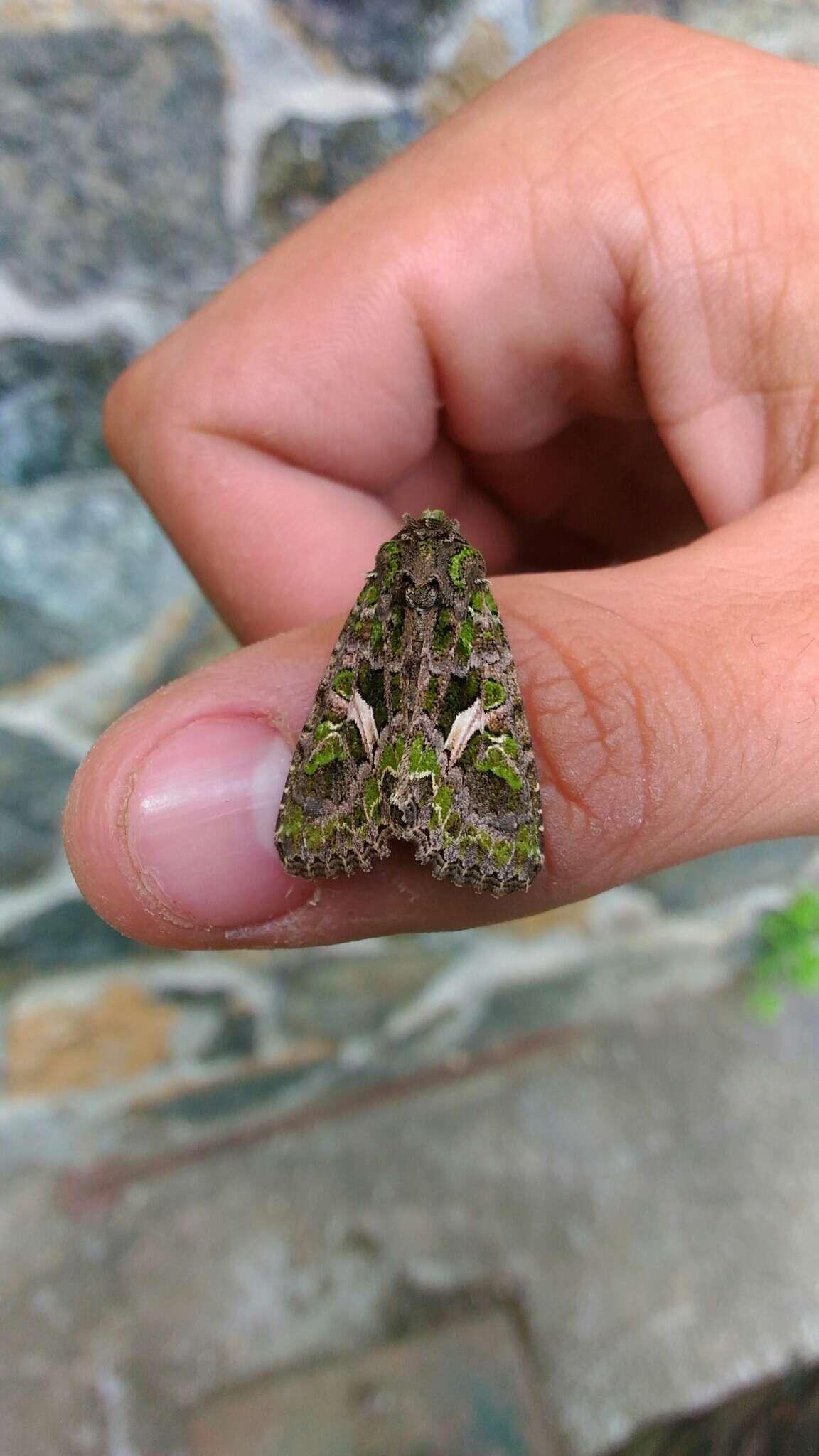 Image of orache moth