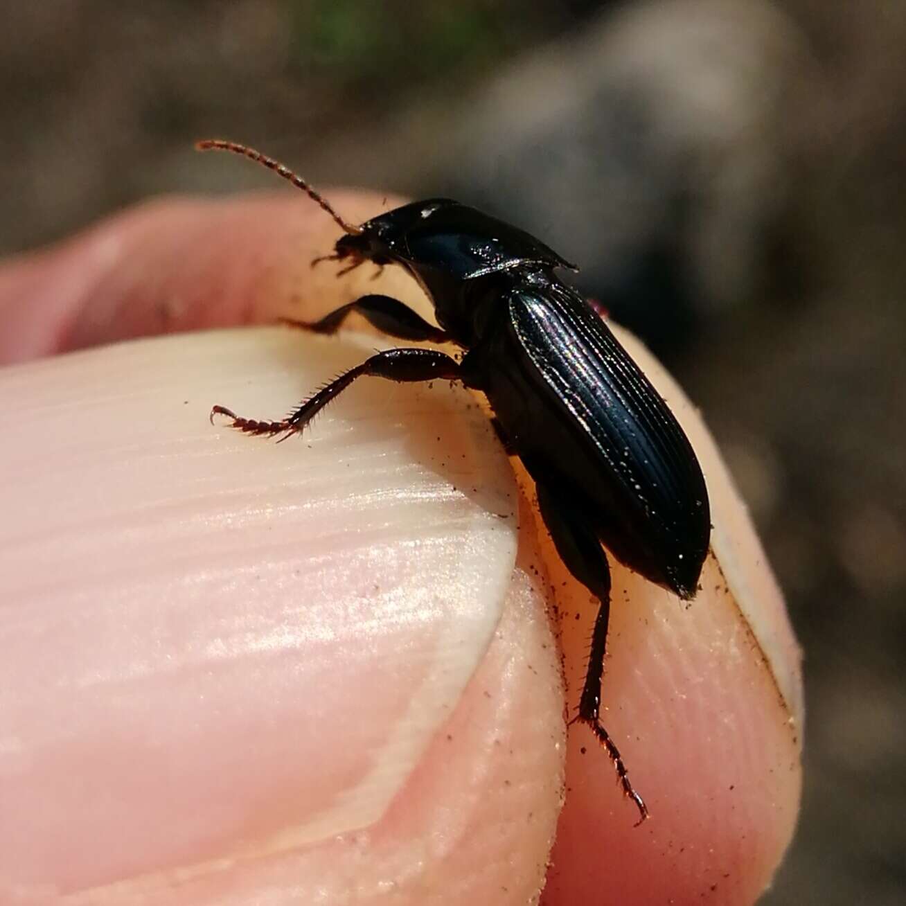 Harpalus (Harpalus) rufipalpis Sturm 1818 resmi