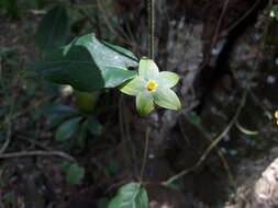 صورة Matelea denticulata (M. Vahl) Fontella & Schwarz