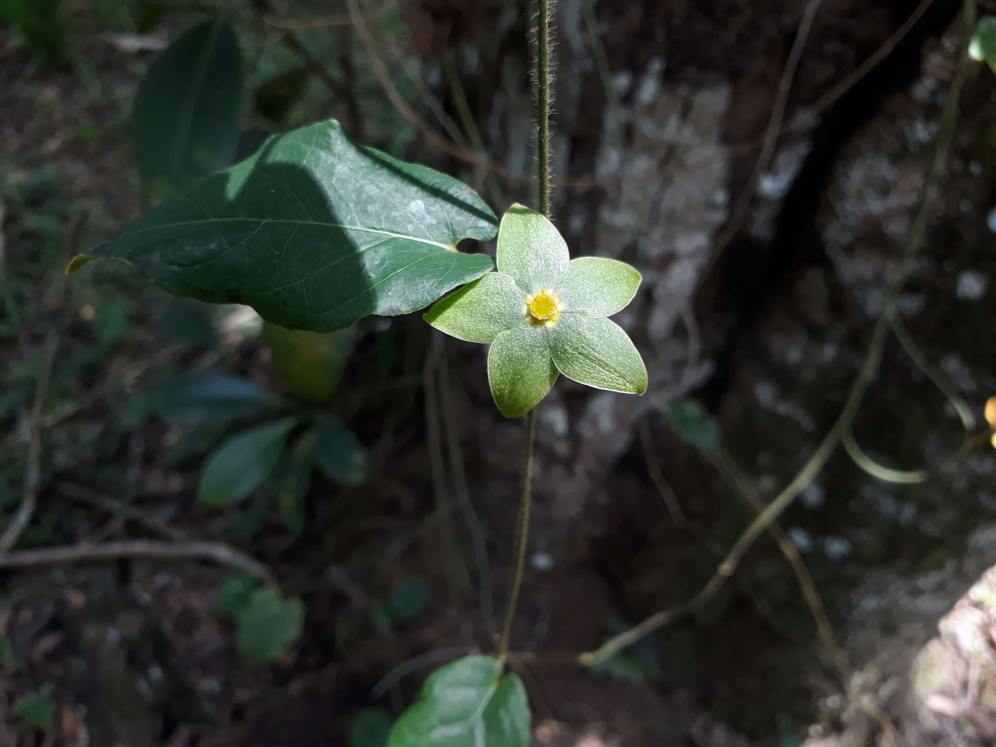 صورة Matelea denticulata (M. Vahl) Fontella & Schwarz