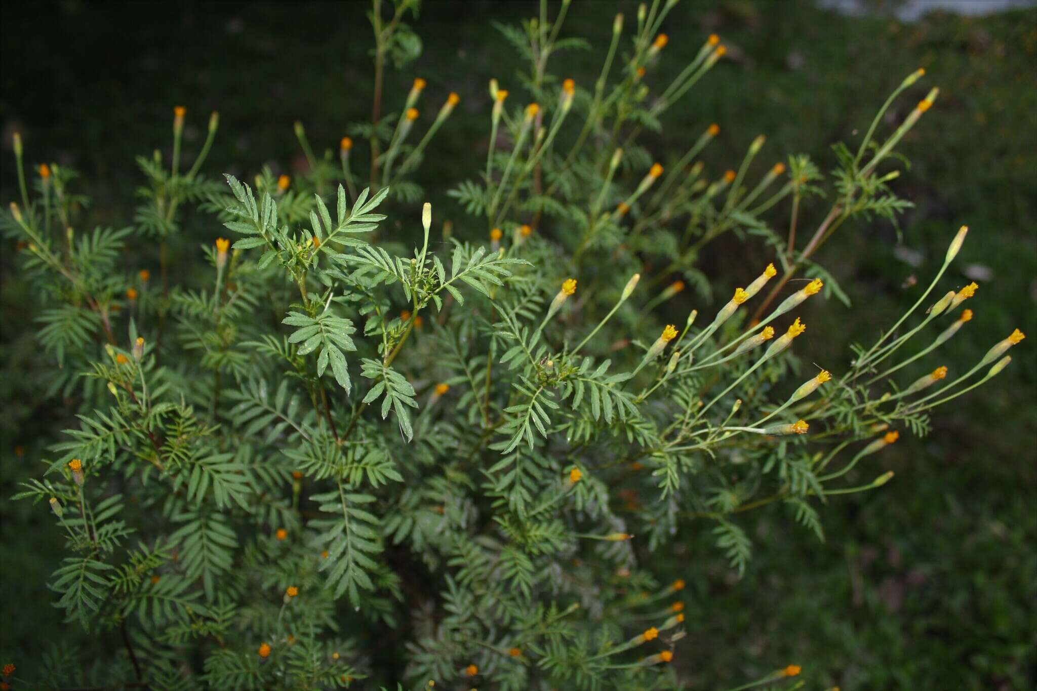 Tagetes verticillata Lag. & Rod. resmi