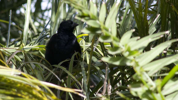 Image of Screaming Cowbird