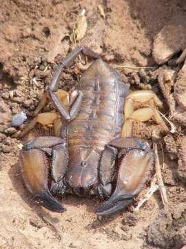 Image of Flat rock scorpion