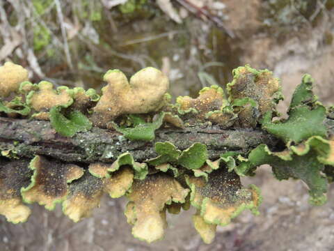 Image of Gold Specklebelly Lichen