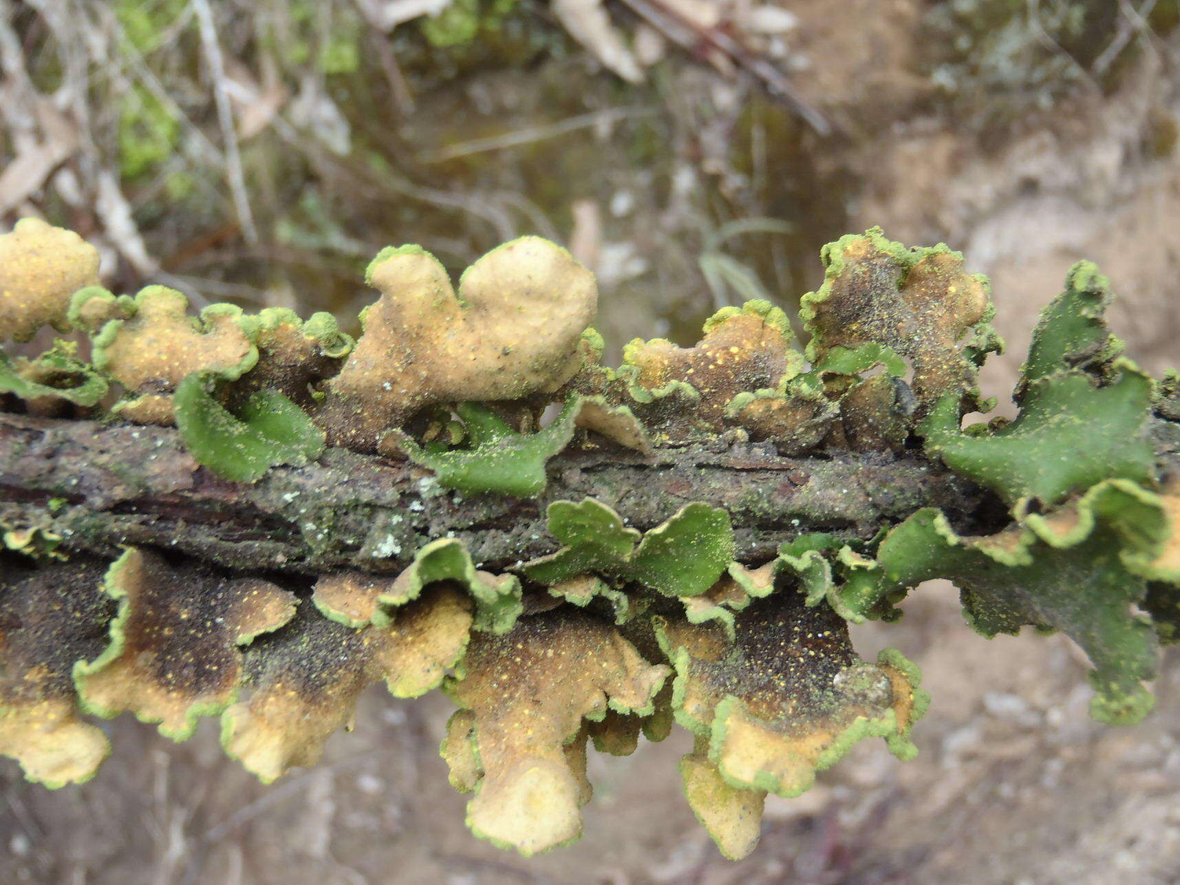 Image of Gold Specklebelly Lichen