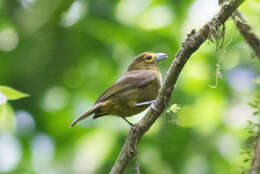 Слика од Chlorothraupis olivacea (Cassin 1860)