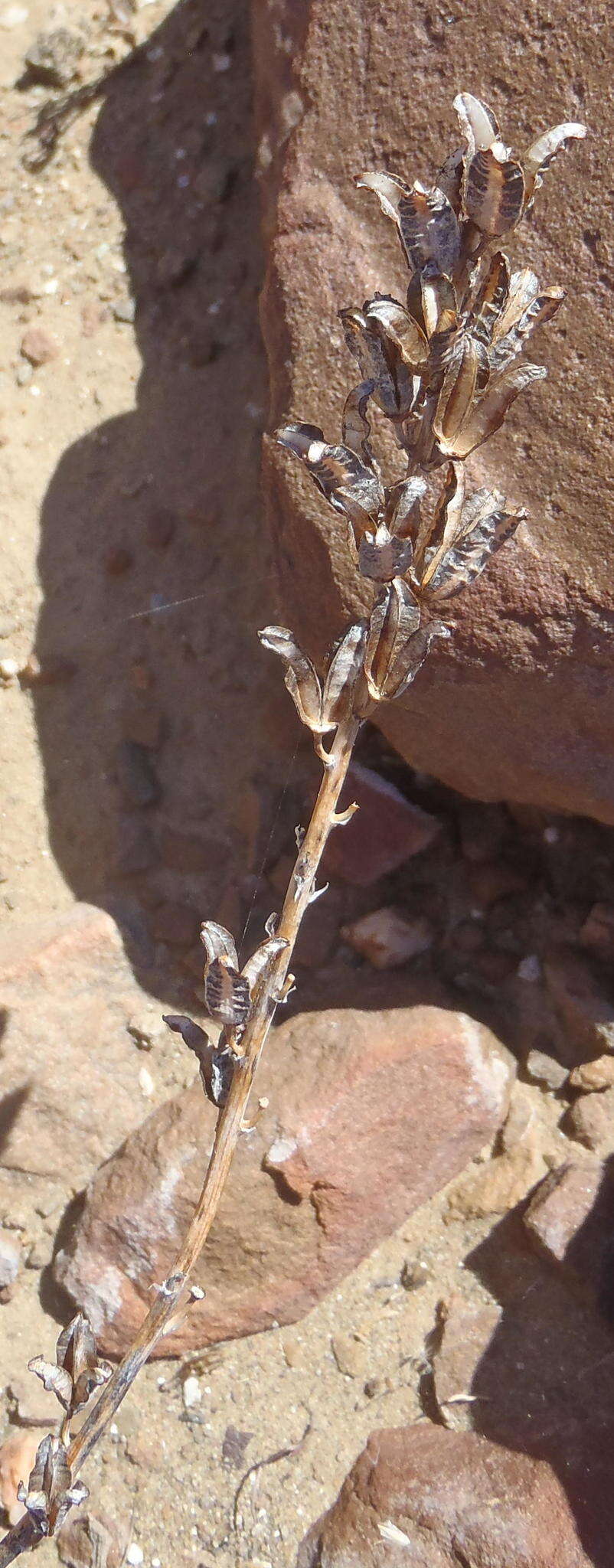 Image of Astroloba spiralis (L.) Uitewaal