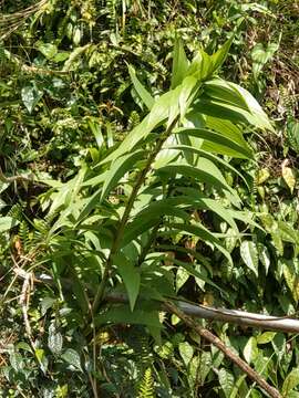 Image of Lilium speciosum Thunb.