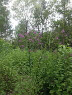 Vernonia gigantea (Walt.) Trel. ex Branner & Coville resmi