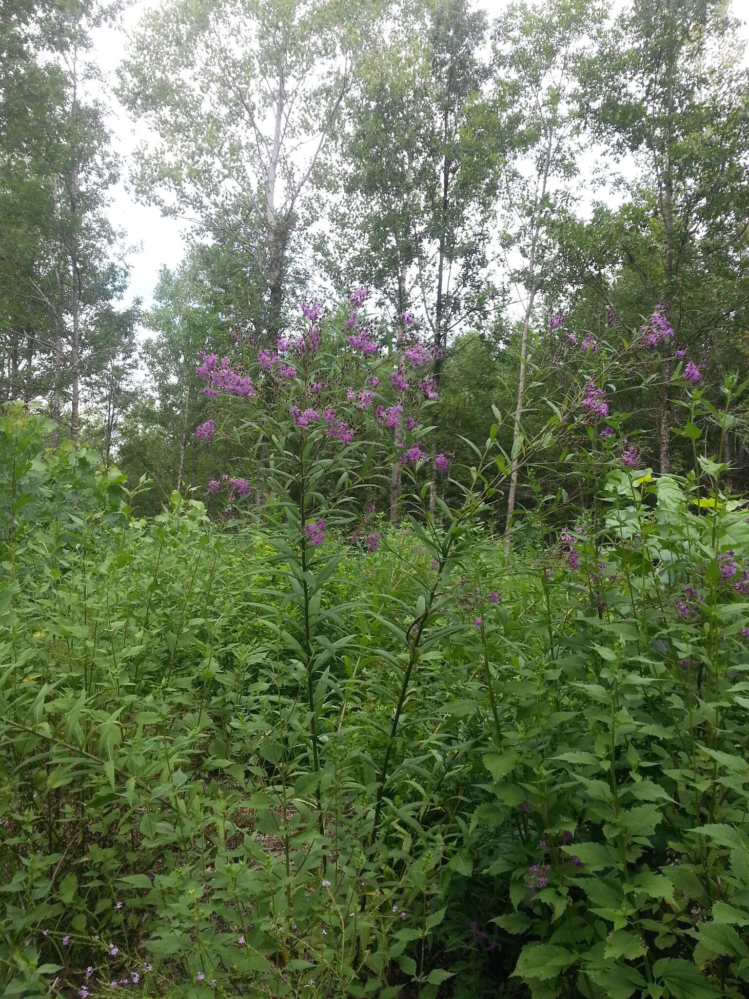 Vernonia gigantea (Walt.) Trel. ex Branner & Coville resmi