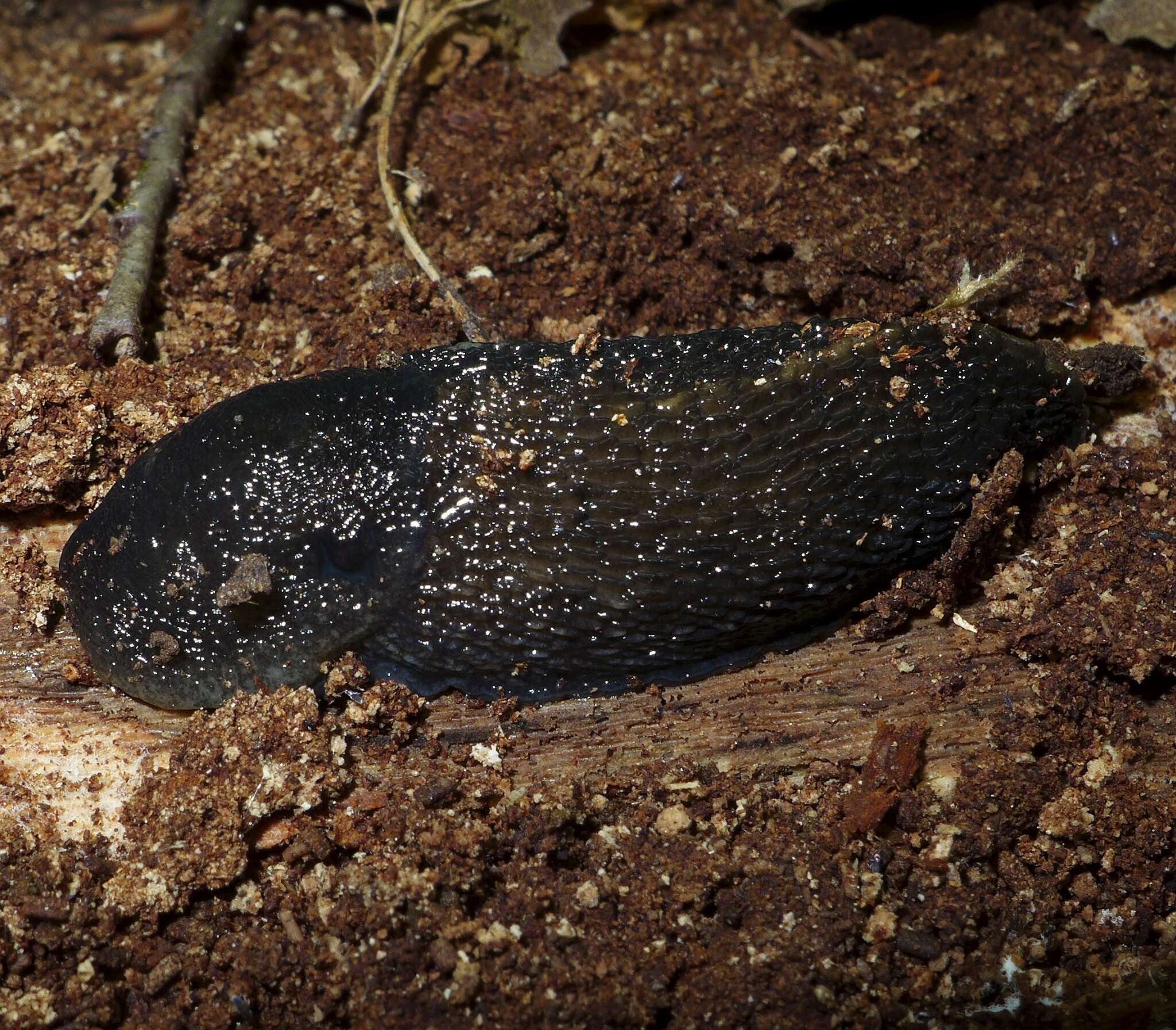 Image of ash-black slug