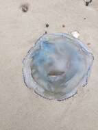 Image of barrel jellyfish