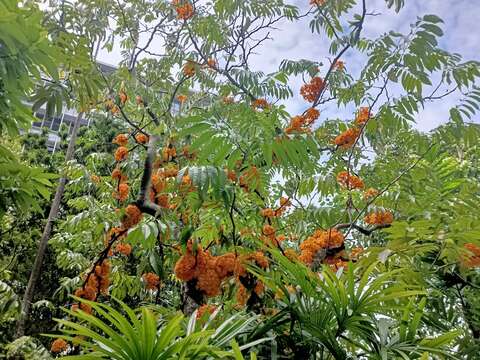 Слика од Saraca thaipingensis Prain