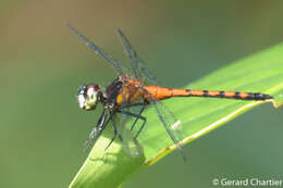 Imagem de Amphithemis curvistyla Selys 1891