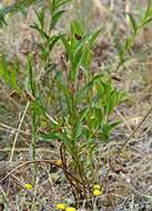 Image of Acalypha punctata Meisn. ex C. Krauss