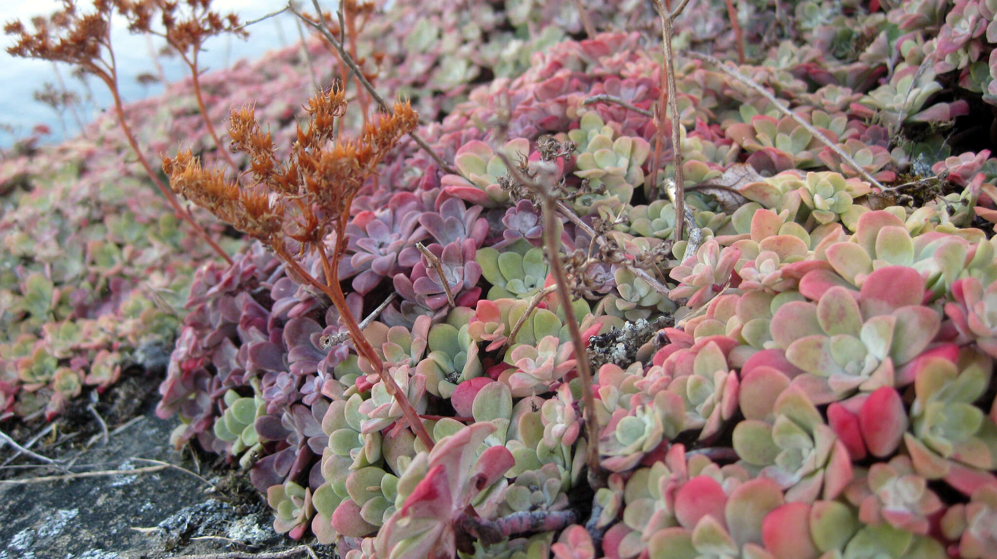 Imagem de Sedum spathulifolium Hook.