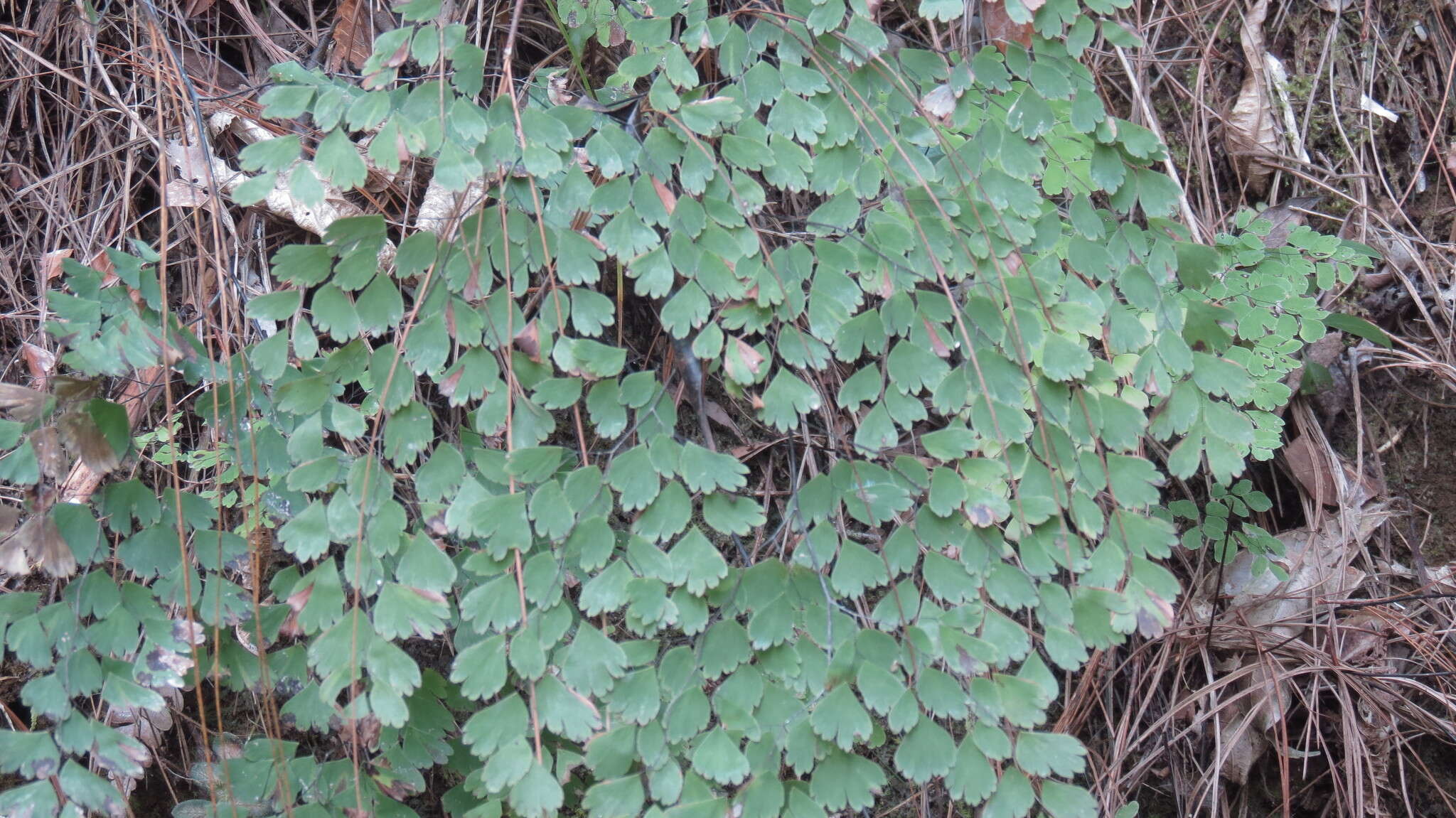 Adiantum andicola Liebm.的圖片