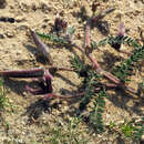 Image of Astragalus peregrinus subsp. peregrinus