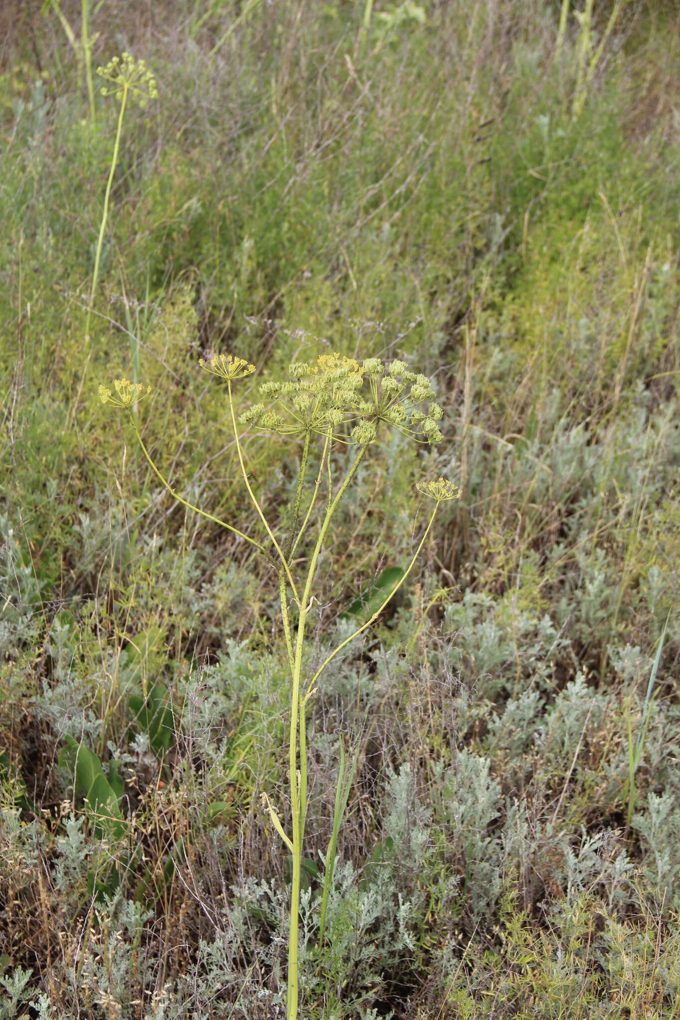Image of Pastinaca pimpinellifolia M. Bieb.
