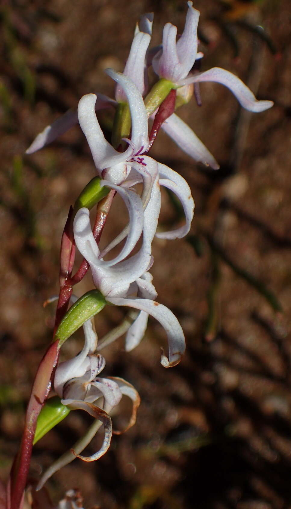 Image de Disa biflora (L.) Druce