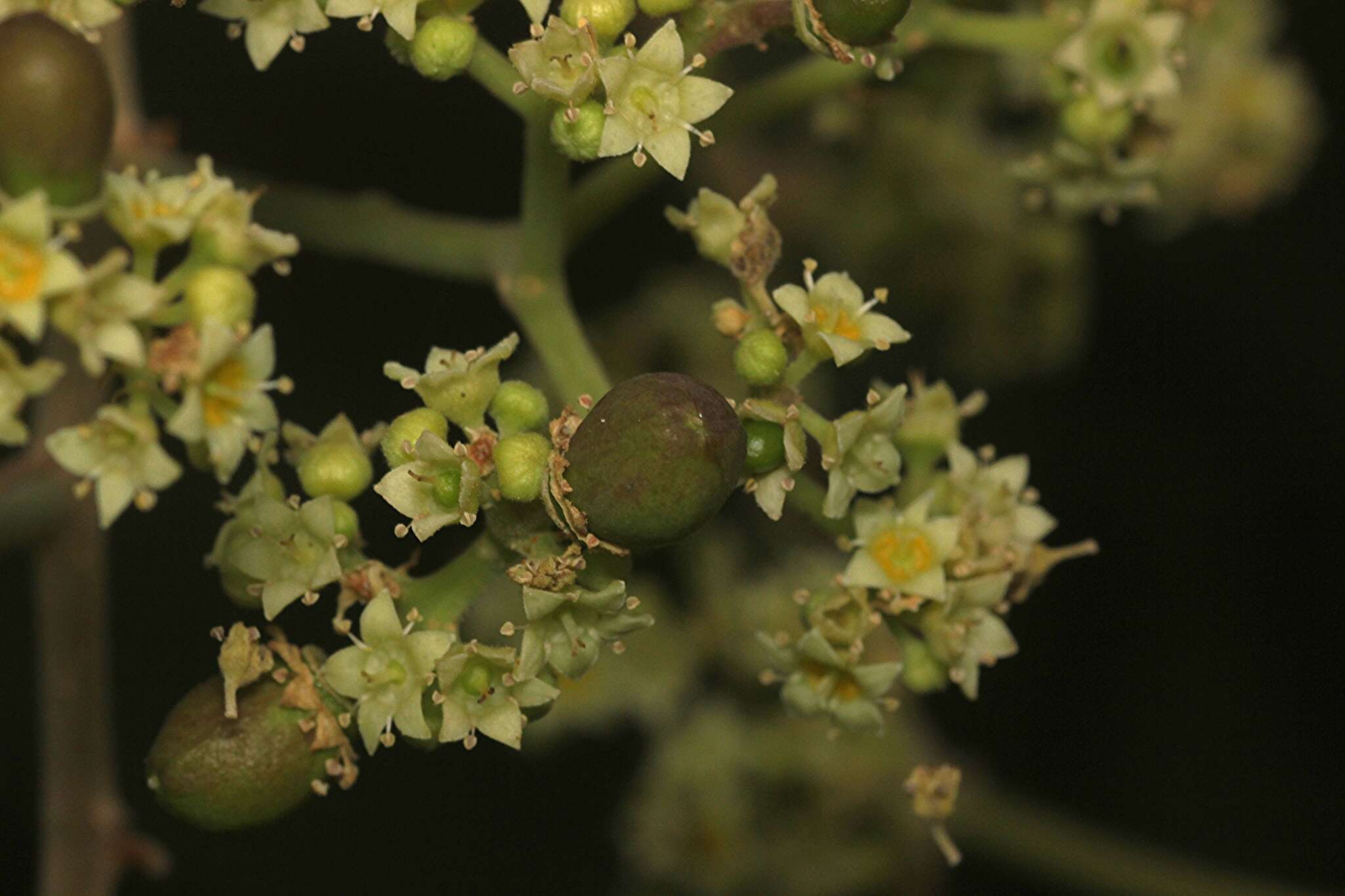 Image of Ziziphus rugosa Lam.