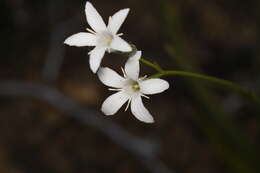 Image of Orianthera campanulata (R. Br.) C. S. P. Foster & B. J. Conn