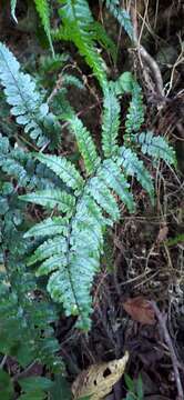 Image of Athyrium leiopodum (Hayata) Tag.