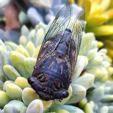 Image de Psaltoda plaga (Walker & F. 1850)