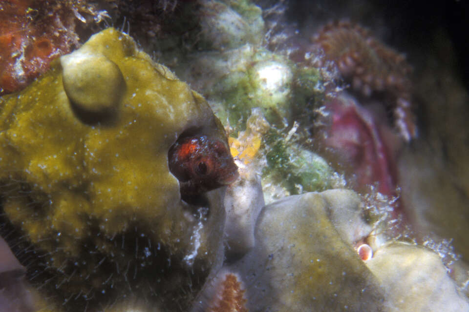 Image of Secretary Blenny