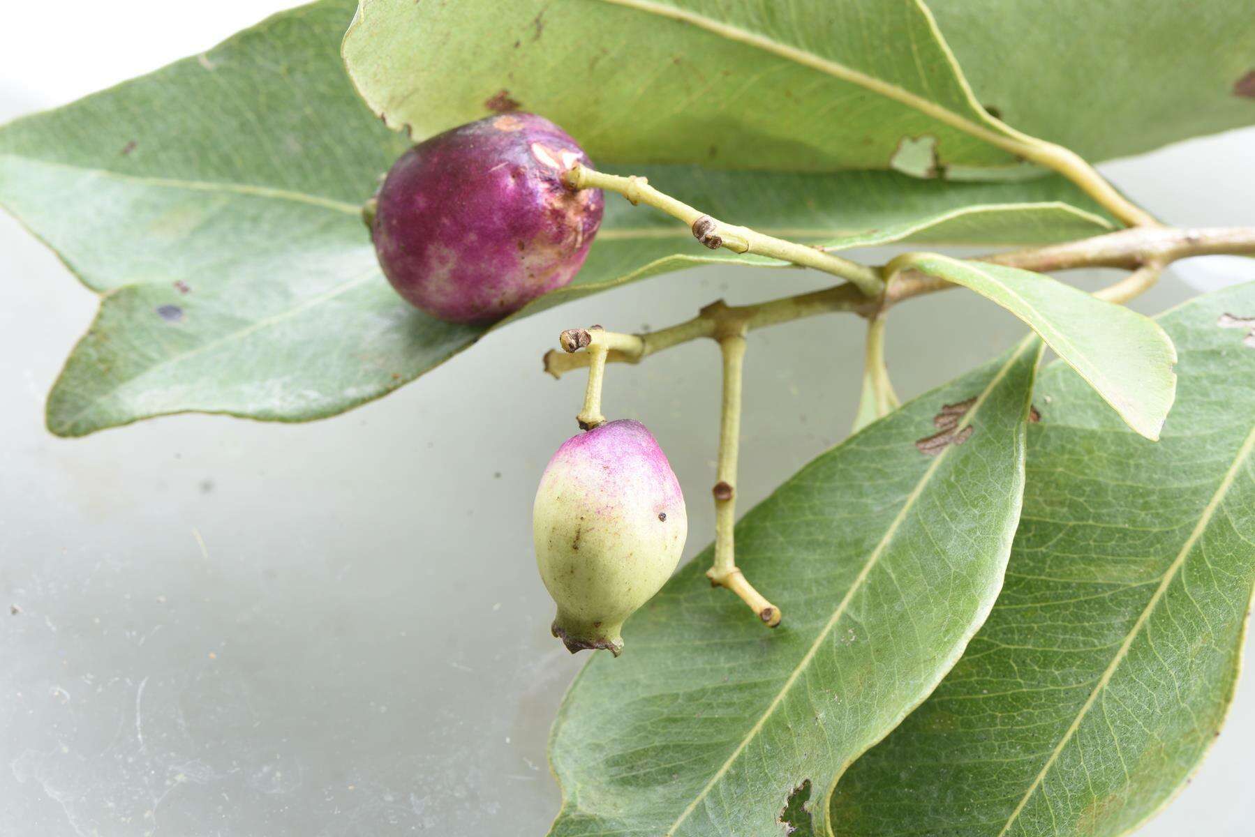 صورة Syzygium guineense subsp. guineense