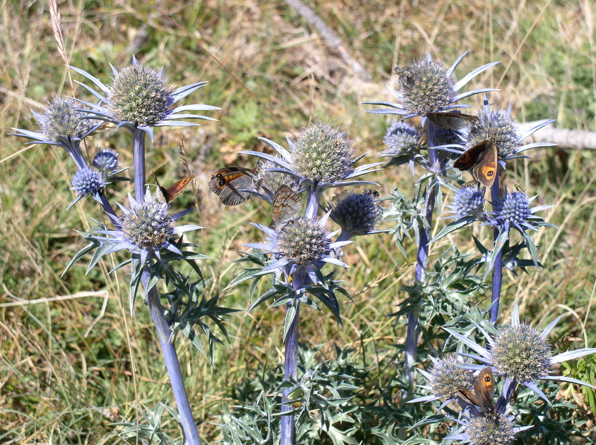 Imagem de Eryngium bourgatii Gouan